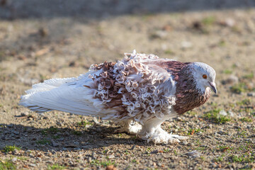 Little beautiful bird pigeon. The pigeon teeth grains on the road.