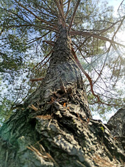 Fototapeta na wymiar Cuda natury. Lubuskie. Polska.