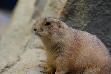 Black-tajled prairie dog living with family