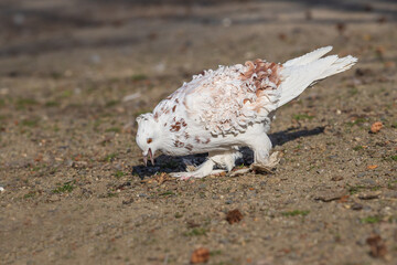 Little beautiful bird pigeon. The pigeon teeth grains on the road.
