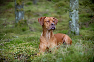 big golden dog lying in the forest and listening attentively