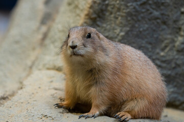 Black-tajled prairie dog living with family
