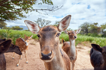 Close up of a deer looking at the camera, next to other deer standing in a field with trees and...