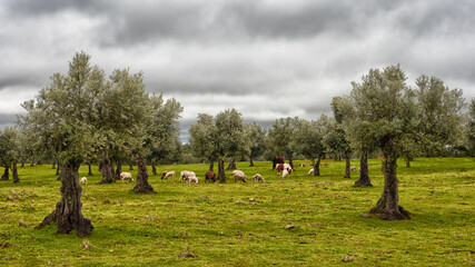 Olive tree landscape near Monte de Adelina
