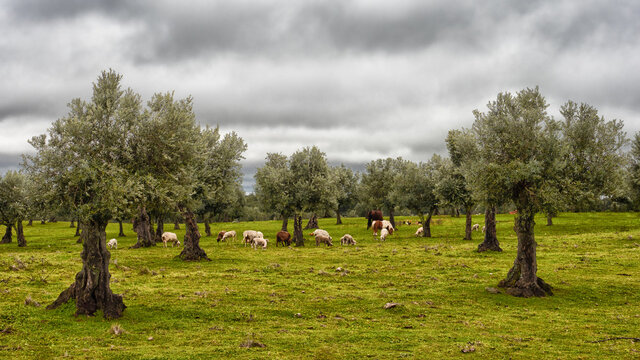 Olive tree landscape near Monte de Adelina