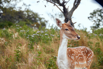 Portrait of a deer standing in a field with white flowers and trees in the background in a natural...