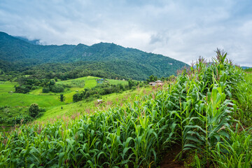 Fototapeta na wymiar Corn farm plantation on hill landscape with Mountain View background