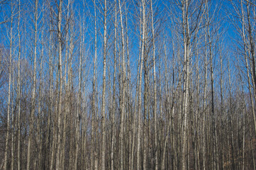 Birch trees in the spring with no leaves and a blue sky
