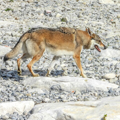 Loup de Tchécoslovaquie