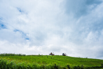 Obraz na płótnie Canvas Paddy Rice Field Plantation Landscape with Mountain View Background