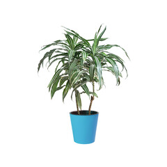 Broadleaf dracaena in a blue pot isolated on white background. Indoor flower. Element for design.