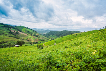 Fototapeta premium Corn farm plantation on hill landscape with Mountain View background