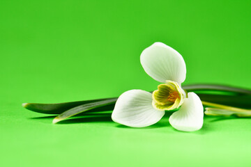 Fototapeta na wymiar bud of a white snowdrop on a green background.