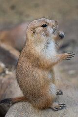 Black-tajled prairie dog living with family