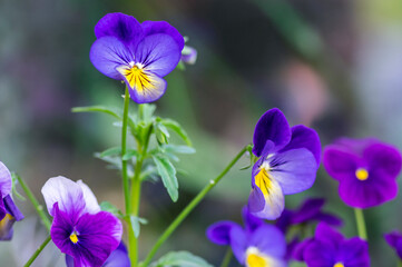 Obraz premium Viola wittrockiana colorful garden pansy flowers in bloom, beautiful small flowering plant, yellow purple color