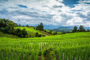 Fototapeta premium Paddy Rice Field Plantation Landscape with Mountain View Background