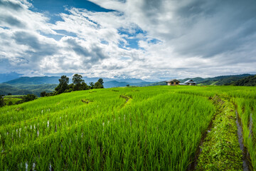 Paddy Rice Field Plantation Landscape with Mountain View Background