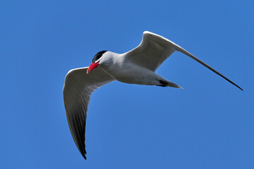 Caspian tern (Hydroprogne caspia)