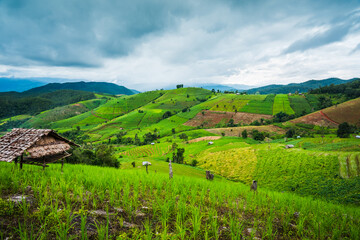 Naklejka premium Paddy Rice Field Plantation Landscape with Mountain View Background