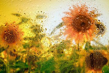 Background of sunflowers behind wet glass in drops after rain.