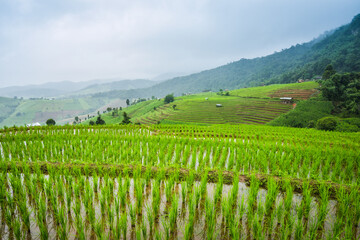 Fototapeta premium Paddy Rice Field Plantation Landscape with Mountain View Background