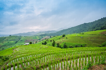 Fototapeta premium Paddy Rice Field Plantation Landscape with Mountain View Background