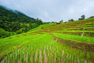 Fototapeta na wymiar Paddy Rice Field Plantation Landscape with Mountain View Background