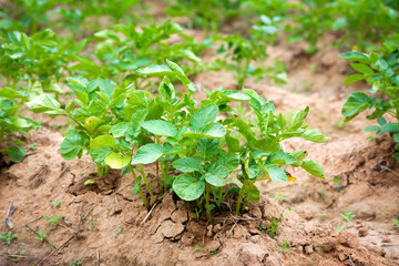 Young potato plant growing on the soil. Natural outdoor background.