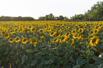 Obraz premium Yellow field of sunflowers on the sunset. Agriculture. Countryside.