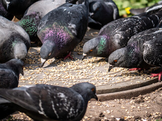 street pigeons peck grain from the sewer hatch. color