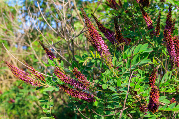 Amorpha fruticosa - purple flowering plant, known by several names - desert false indigo, false indigo-bush and bastard indigobush