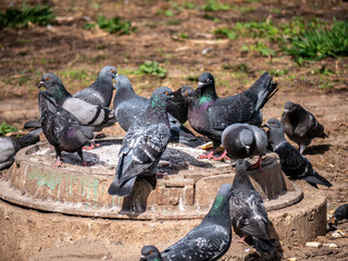 street pigeons peck grain from the sewer hatch. color