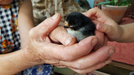 Hands of senior person and toddler child together holding newly hatched chick with black fluff. Child fingers stroke cute Easter chicken. Diverse hands © Ninel