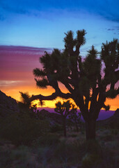 Colorful layered Joshua Tree sunset with desert mountains and silhouettes.