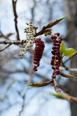 Close-up of young leaves and inflorescences on a tree branch. Background, texture, design.