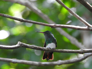 black capped kingfisher