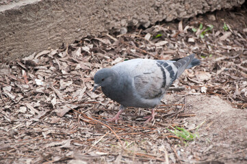 The mountain pigeon searches for food in old foliage and branches on the ground.