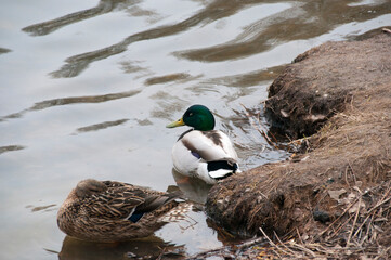 Drake with duck in the water near the shore of the pond on a spring day.