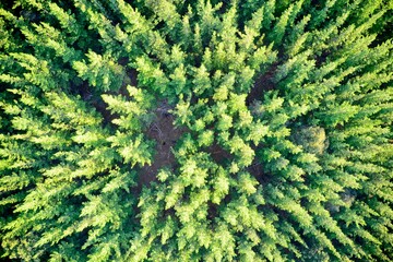 Drone view of pine forest forming patterns in nature Balingup, Western Australia.
