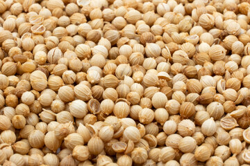 Pile of dry coriander seed