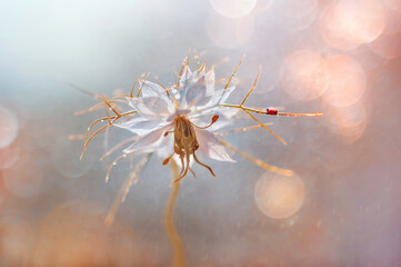 Kwiat Czarnuszka damasceńska (Nigella damascena) 