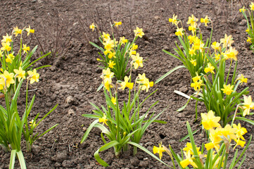 Bushes of yellow daffodils are planted in the ground. Background, texture.