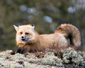 Red Fox Photo Stock. Fox Image. Laying down on a moss rock with blur background displaying fox fur,...