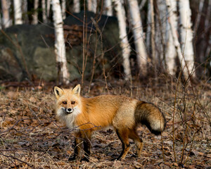 Red Fox Photo Stock. Close-up profile side view looking at camera in the spring season with a blur birch trees background in its environment and habitat. Picture. Portrait. Fox Image.