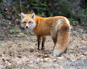 Red Fox Photo Stock. Fox Image. Close-up side view, looking at camera in the spring season with blur background in its environment and habitat displaying bushy tail, fur. Picture. Portrait.