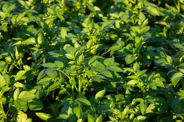 Young potato plant growing on the soil. Natural outdoor background.