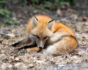 Red Fox Photo Stock. Fox Image. Close-up looking at camera in the spring season with blur forest...