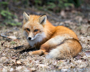 Red Fox Photo Stock. Fox Image. Resting with a close-up view in the spring season with blur forest...