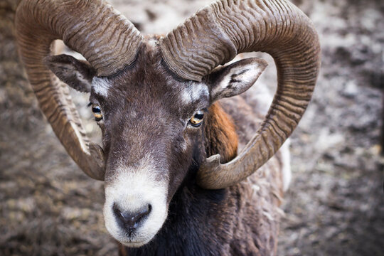 Portrait of a ram. Animal with horns.