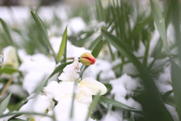 red headed tulip,red daffodils ,white daffodils, daffodils  blossom  in winter.